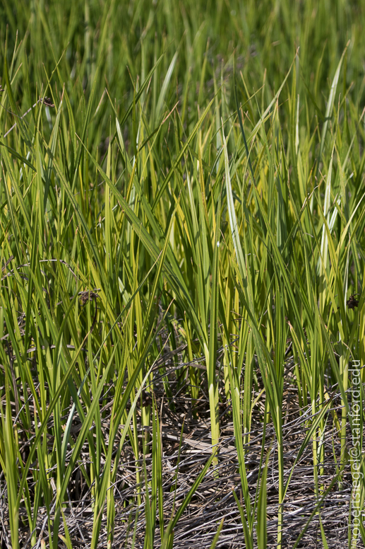 palo alto baylands